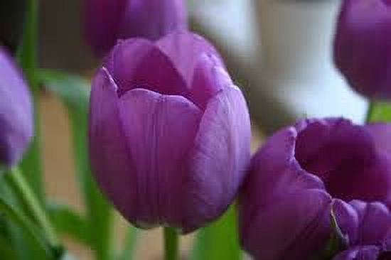 Purple Prince Tulip 20 Bulbs