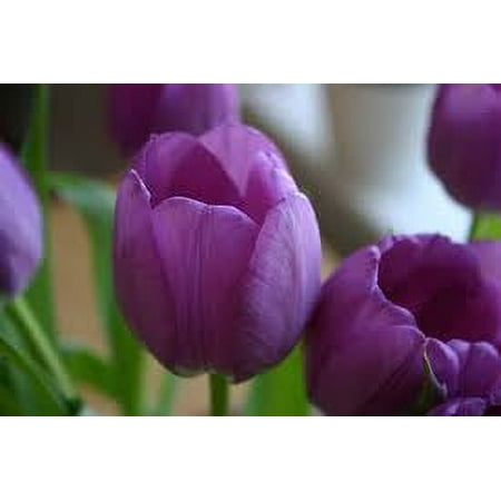 Purple Prince Tulip 20 Bulbs