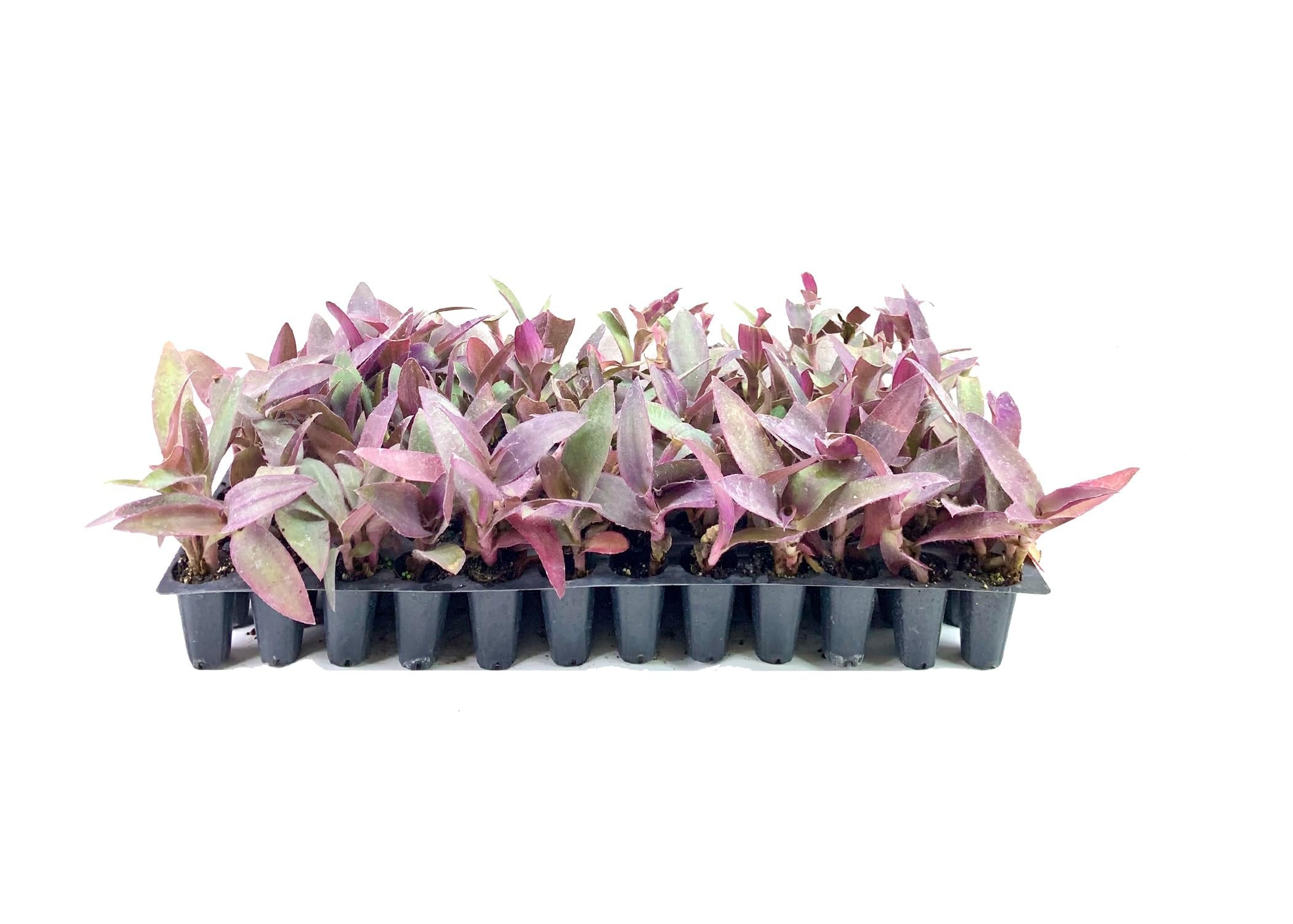 Purple Queen Tradescantia Setcresea I 3 Live Plants I Spiderwort  Lush Magenta Foliage for Striking Garden Contrast, Ideal for Ground Cover, Borders, & Containers