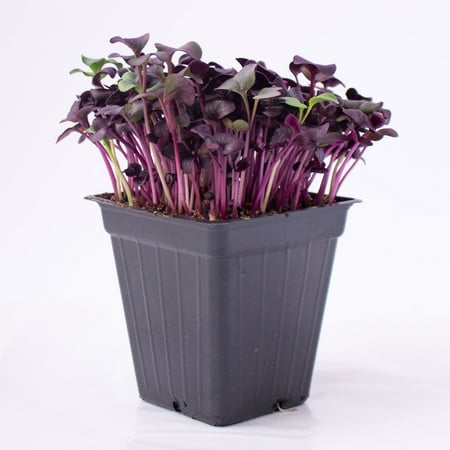 Purple Radish Microgreens Seeds - 4 Oz ~10,700 Seeds - Premium, Non-GMO - For Growing Micro Greens - Raphanus sativus