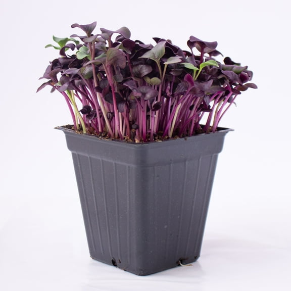 Purple Radish Microgreens Seeds - 5 Lb ~214,000 Seeds - Premium, Non-GMO - For Growing Micro Greens - Raphanus sativus