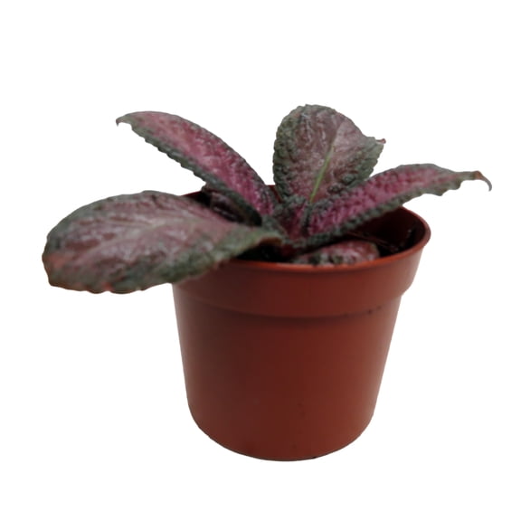 Purple Rain Flame Violet - Episcia - 2.5" Pot