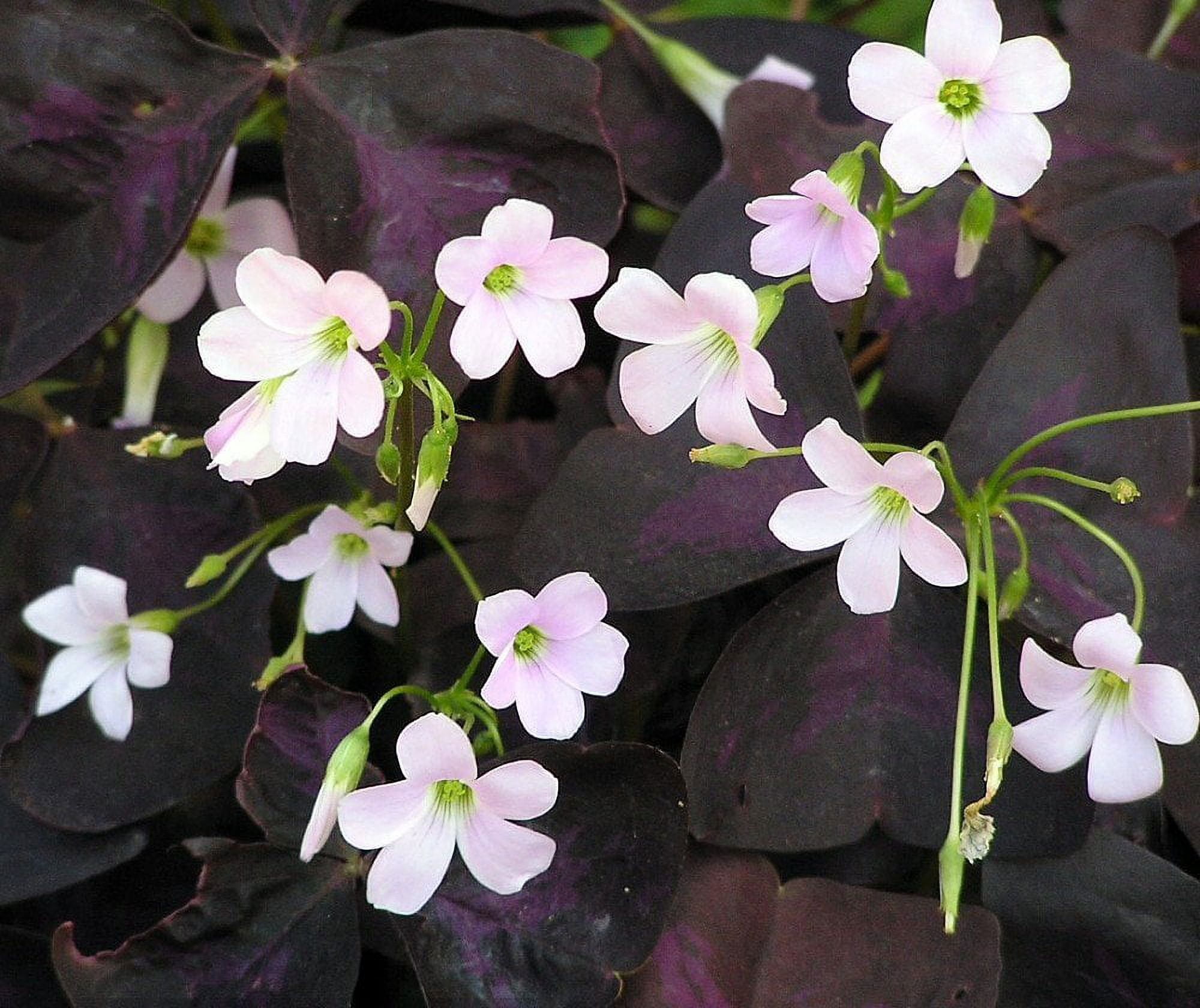 Purple Rain Oxalis Purple Shamrock Plant in a 4 inch pot