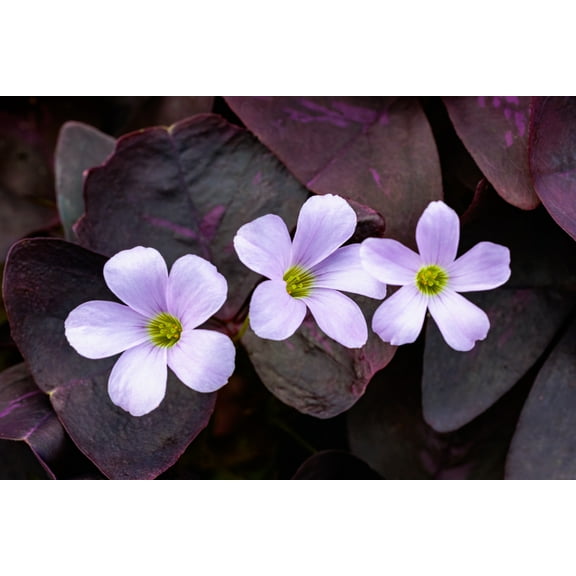 Purple Rain Shamrock - The Love Plant - Edible - Oxalis triangularis 10 Bulbs