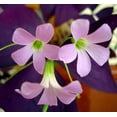 thumbnail image 1 of Purple Rain Shamrock - The Love Plant - Edible - Oxalis triangularis 5 Bulbs, 1 of 5