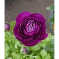 thumbnail image 1 of Purple Ranunculus - 10 bulbs, 1 of 3