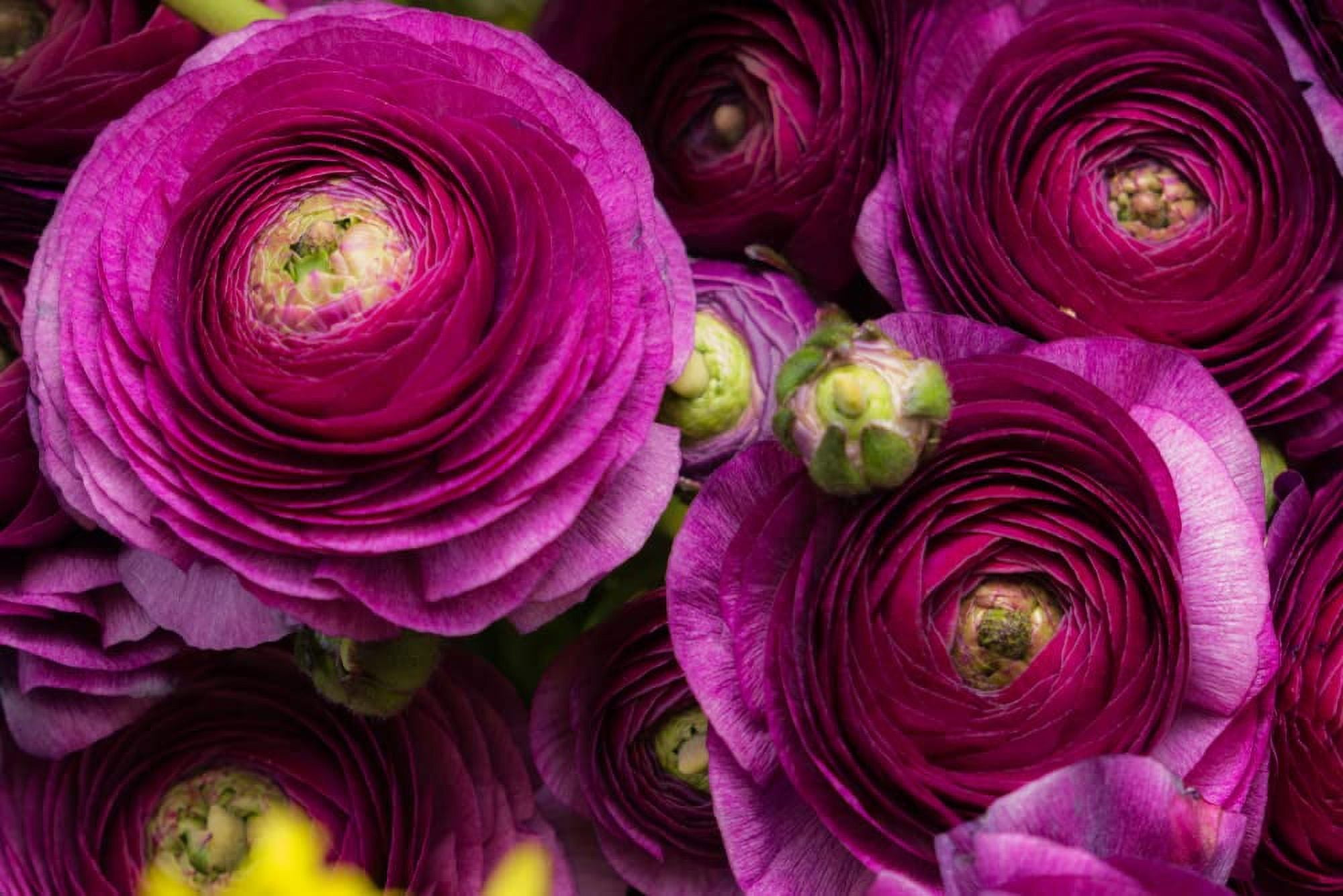 Purple Ranunculus Bulbs for Planting (10 Bulbs)