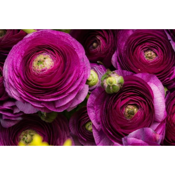 Purple Ranunculus Bulbs for Planting - (10 Bulbs)