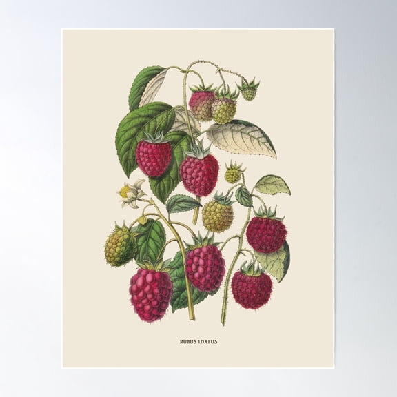 Purple Raspberry Antique Botanical Illustration Poster Wall Art, Modern Wall Decor For Living Room Bedroom, 12x18 UNFRAMED