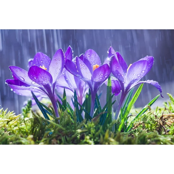 Purple Remembrance Crocus (10 Bulbs) . Made in USA, Ships from Our Iowa Nursery