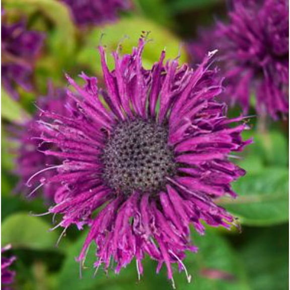 Purple Rooster Bee Balm - Monarda - Royal Purple Blooms - Gallon Pot