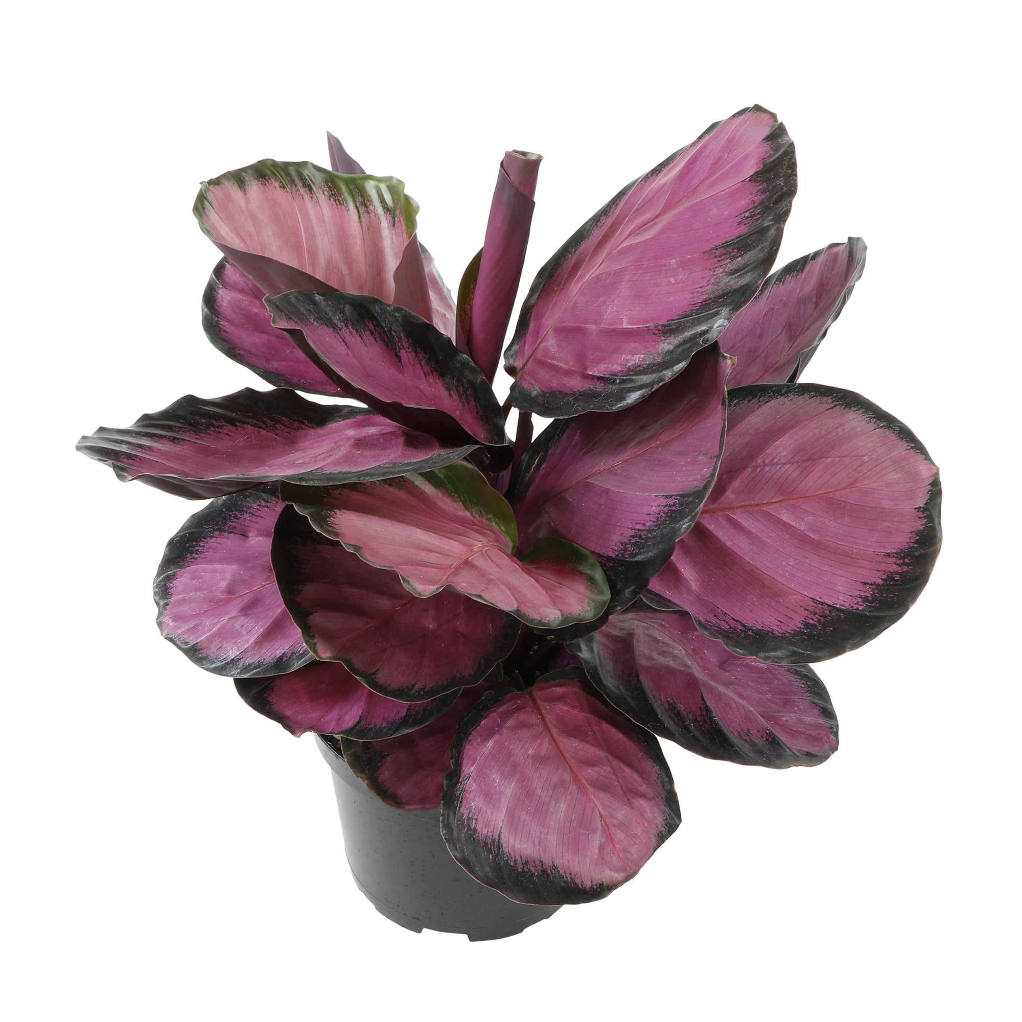 Calathea Roseopicta Purple Rose in Black Plastic Planter