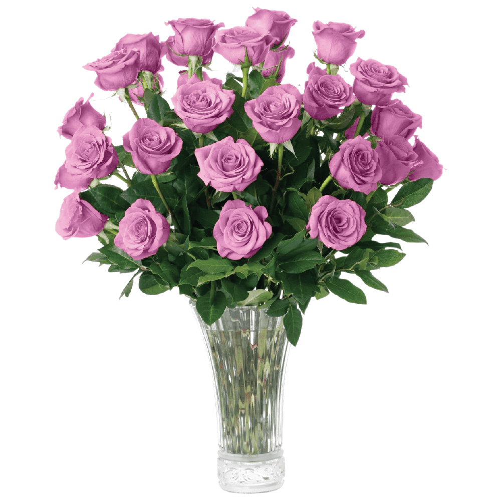 Purple Roses Fresh Flowers Delivery - 2 Dozen Roses for Delivery/Farmhouse Flowers for Delivery - Fresh Cut Long Stem Roses Bouquet of Flowers Birthday Gifts for Women -Aquarossa Farms