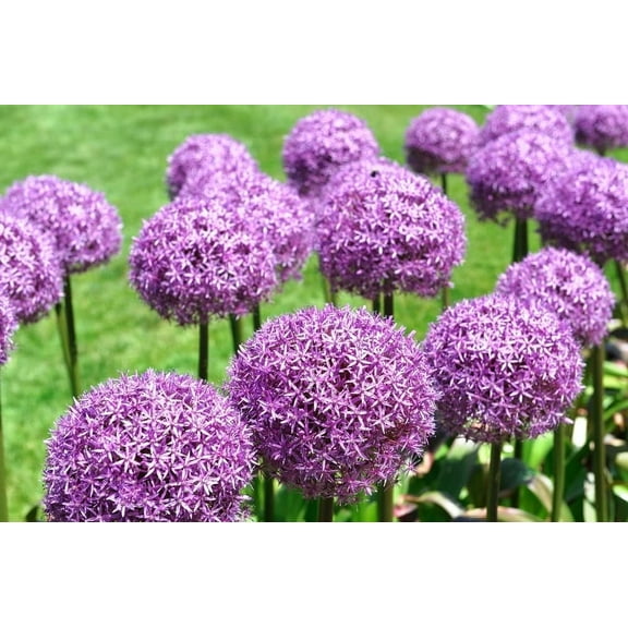 Purple Sensation Allium Bulbs - Ready to Grow Indoors or Outdoors (40 Bulbs)