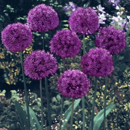 Purple Sensation Allium Dormant Spring Flowering Bulbs 25 Pack