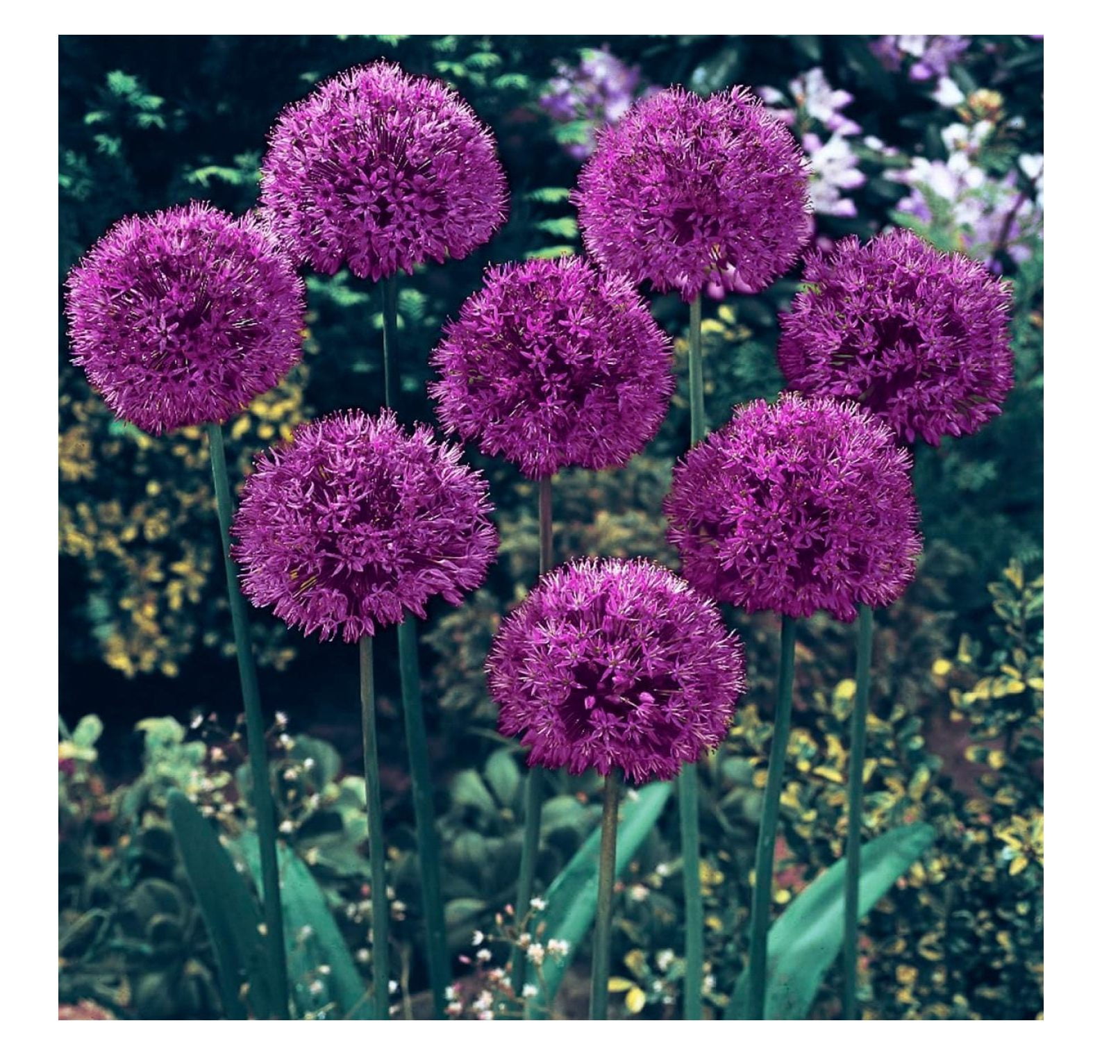 Purple Sensation Allium Spring Flowering Bulbs Each Offer Includes 25