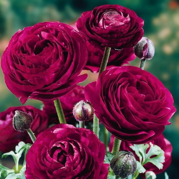 Premium Ranunculus Holland Bulb Farms Purple Sensation Ranunculus Bulbs, 15ct - Walmart.com