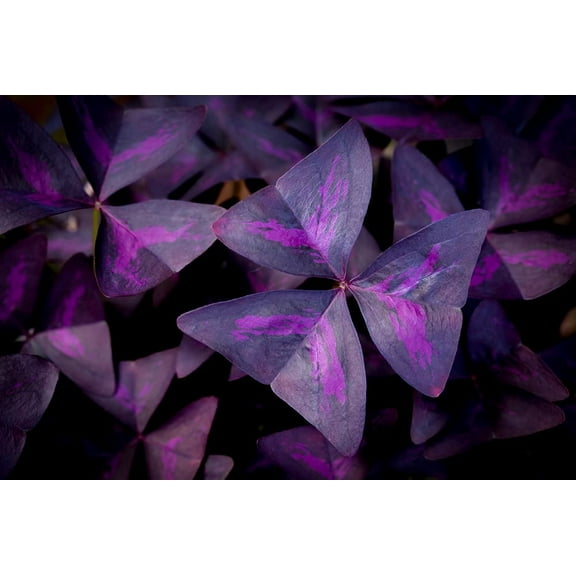 Purple Shamrock Bulbs - 5 Bulbs to Plant - Good Luck Plant - Fast Growing Year Round Color Indoors or Outdoors - Oxalis Triangularis - Ships from Iowa, Made in USA