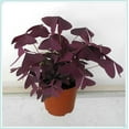 Purple Shamrocks Bulbs Good Luck Plant ,Oxalis Triangularis Bulbs The