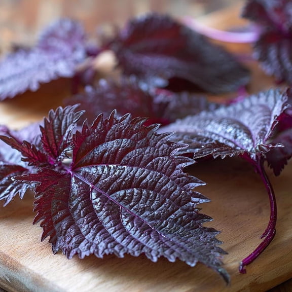 Purple Shiso Seeds Perilla frutescens 100 Seeds | Aromatic Culinary & Ornamental Herb, Easy-to-Grow Annual