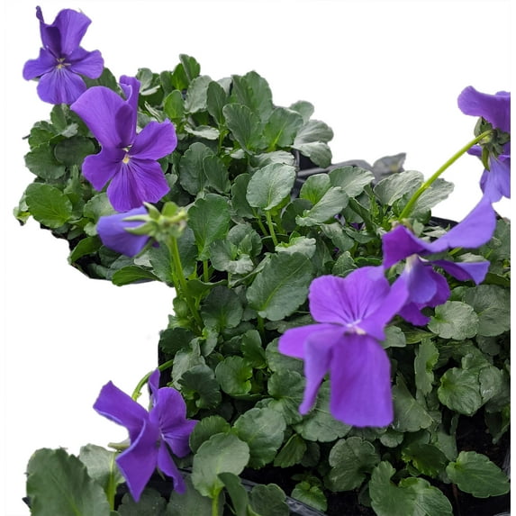 Purple Showers Marsh Violet Perennial - Viola - Shade Lover - Gallon Pot