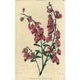 thumbnail image 1 of Purple Showy Milkwort, Polygala Speciosa Poster Print By ® Florilegius Mary Evans (24 X 36), 1 of 3