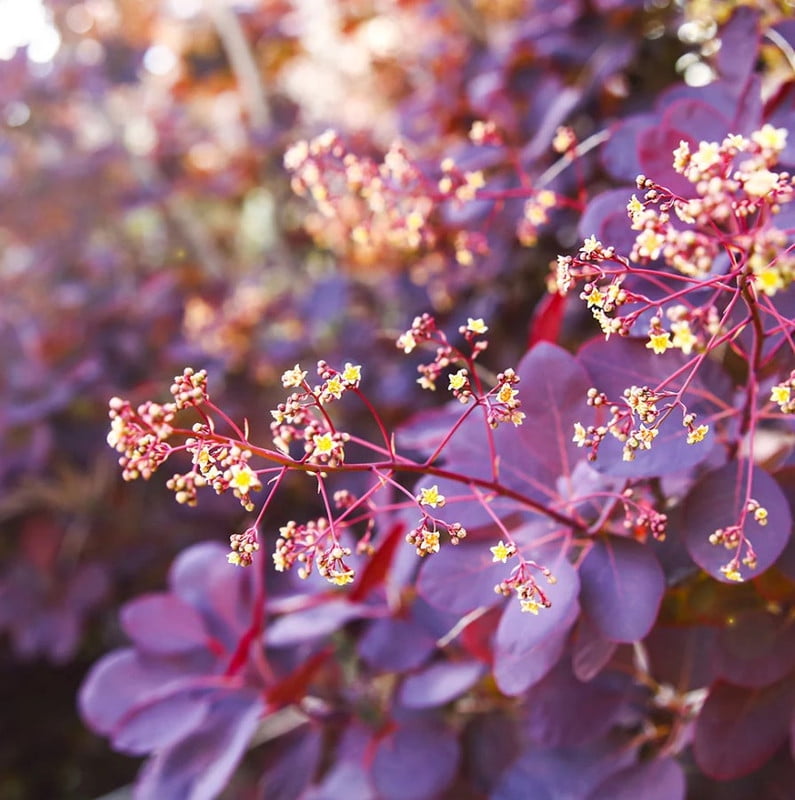 Purple Smoke Tree Plant 12-18