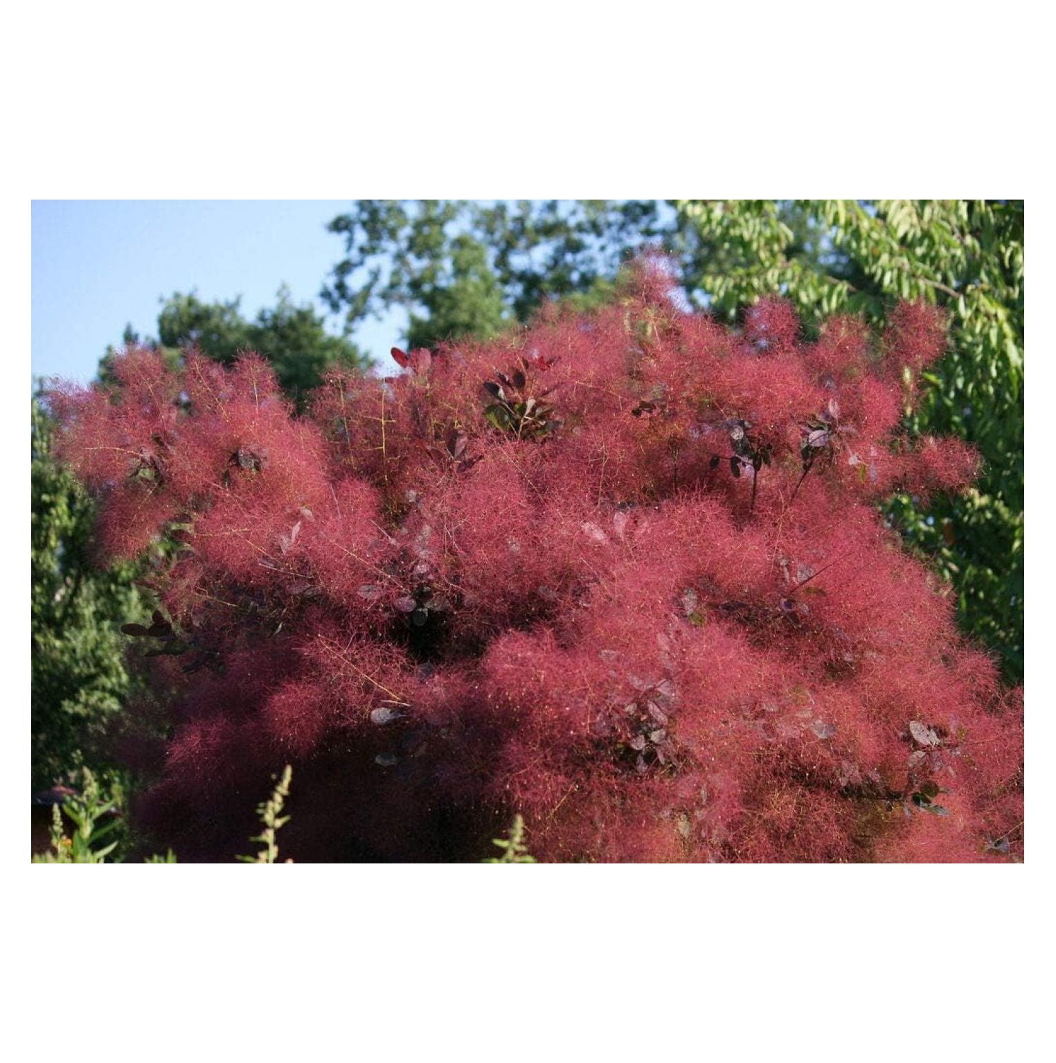 Purple Smoke Tree Shrub Smokebush Cotinus Coggygria Rhus Cotinus Sumach ...