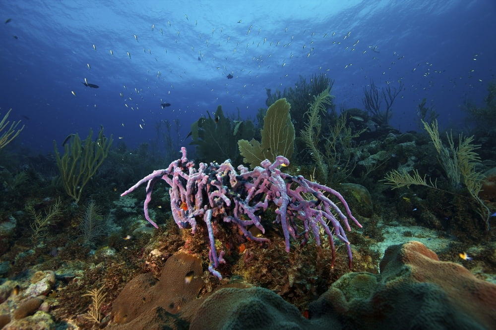 Purple Sponge on a deep reef Canvas Art - Terry MooreStocktrek Images (35 x 23)
