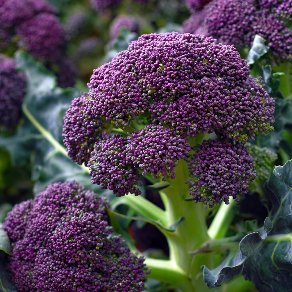 Purple Sprouting Broccoli 150 Seeds – Heirloom Winter Vegetable ...