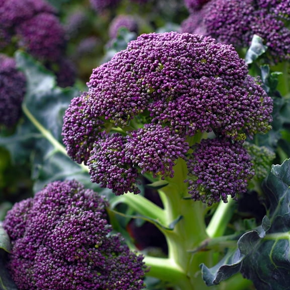 Purple Sprouting Broccoli 150 Seeds  Heirloom Winter Vegetable