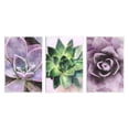 thumbnail image 1 of Purple Sprouting Succulents Close Up Botanical & Floral Graphic Art Unframed Art Print Wall Art, Set of 3, 1 of 7