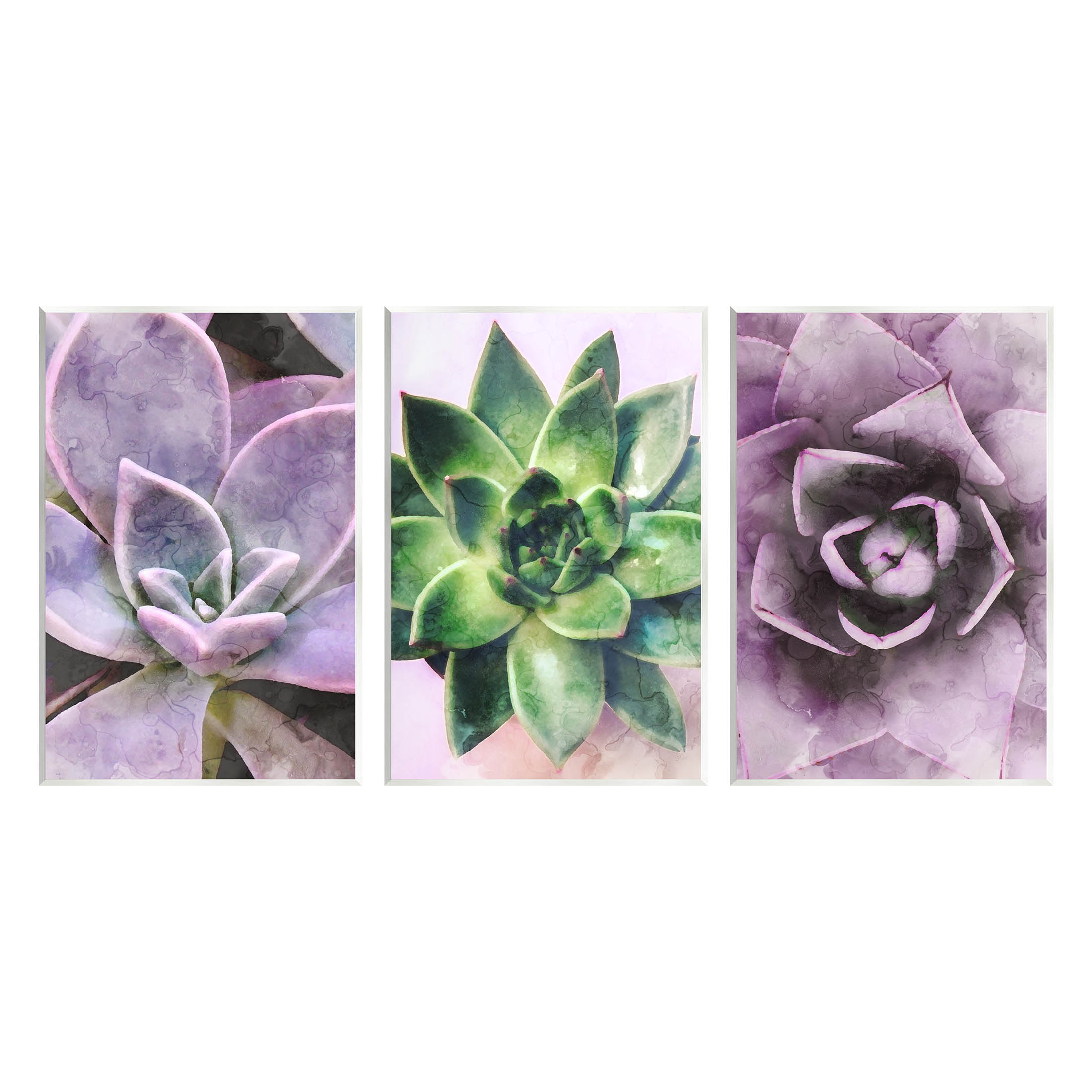 Purple Sprouting Succulents Close Up Botanical & Floral Graphic Art Unframed Art Print Wall Art, Set of 3