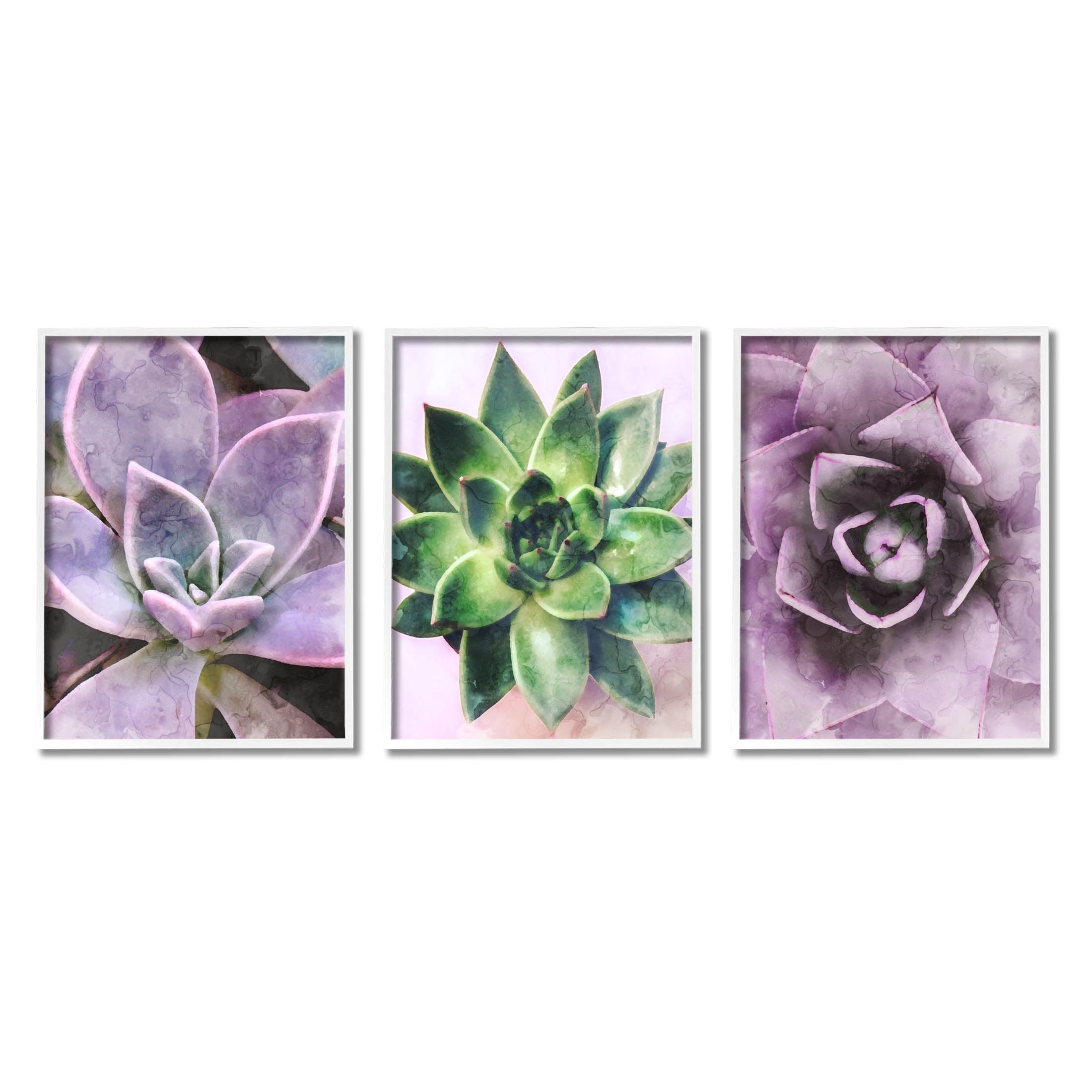Purple Sprouting Succulents Close Up Botanical & Floral Graphic Art White Framed Art Print Wall Art, Set of 3