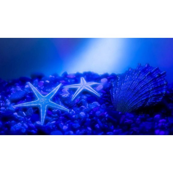 Purple Starfish Canvas Art Deep Ocean Picture Wall Art Blue Sea Framed Painting Wall Decor For Home Office Bedroom Reeady to Hang