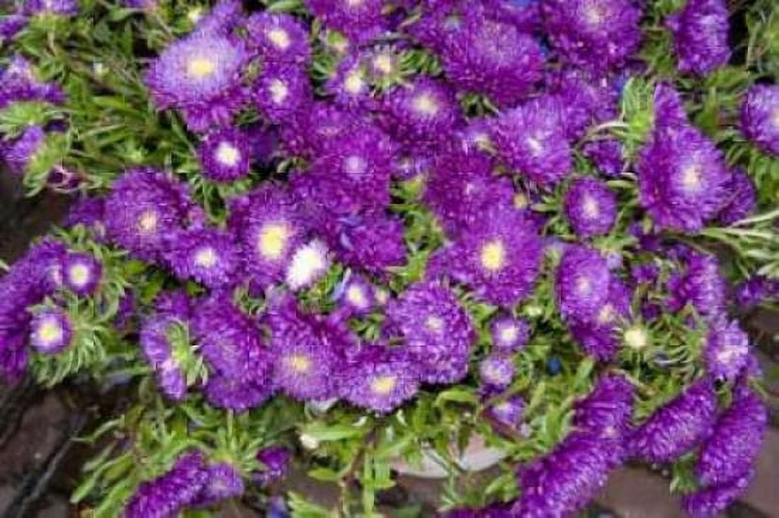 Purple Stars I Canvas Art - Maureen Love (24 x 36)