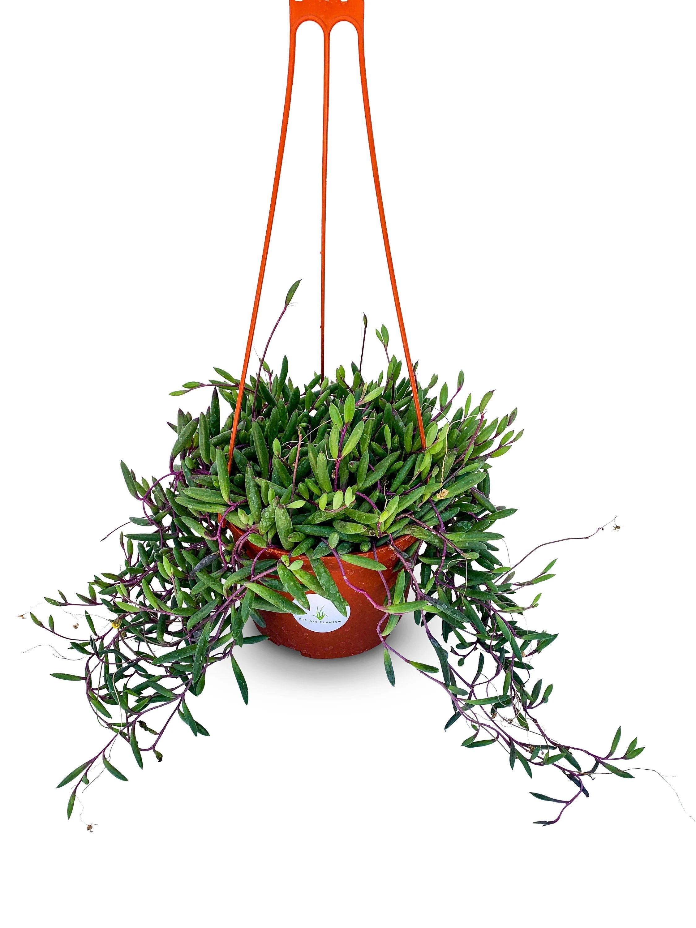 Hanging Succulent Plants & Hanging Outdoor Plants - Walmart.com