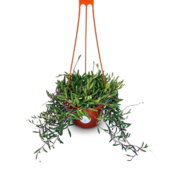 Purple String of Pickles Succulents Othonna Capensis Live Plants 6in Hanging Pot, Excellent for Basket Culture or Ground Cover