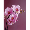 thumbnail image 1 of Purple Striped Orchid Canvas Hotel Cafe Wall Decor, 1 of 8