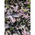 thumbnail image 1 of Purple Sweet Potato Vine, in 2.25 inch pot- Decorative Vine only, not vegetable producing, 1 of 3