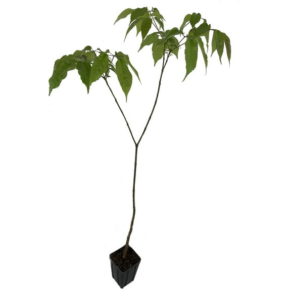 Purple Tabebuia Trumpet Tree - Live Plant in a 4 Inch Pot - Tabebuia Impetiginosa - Beautiful Flowering Tree