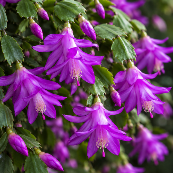 2 Purple Thanksgiving Christmas Cactus Plants Live Holiday Cactus Plant Winter Bloom Flowers Plant 3"Pot