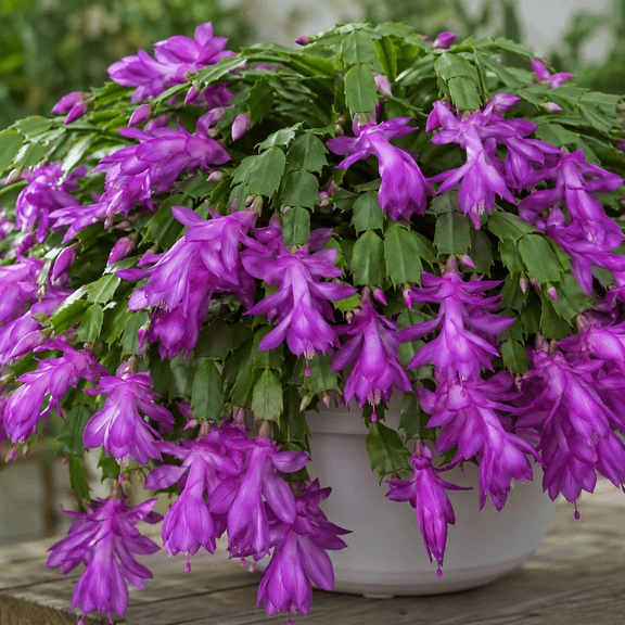 Purple Thanksgiving Christmas Cactus Plants Live Holiday Cactus Plant Winter Bloom Flowers Plant 3"Pot