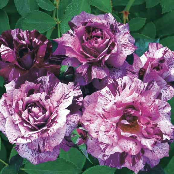 Purple Tiger Floribunda Rose Dormant Bare Root Plant (1-Pack)