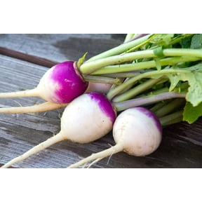 Purple Top Turnip Seeds for Planting - 500+ Seeds for Growing - Excellent Cover Crop and Winter Forage