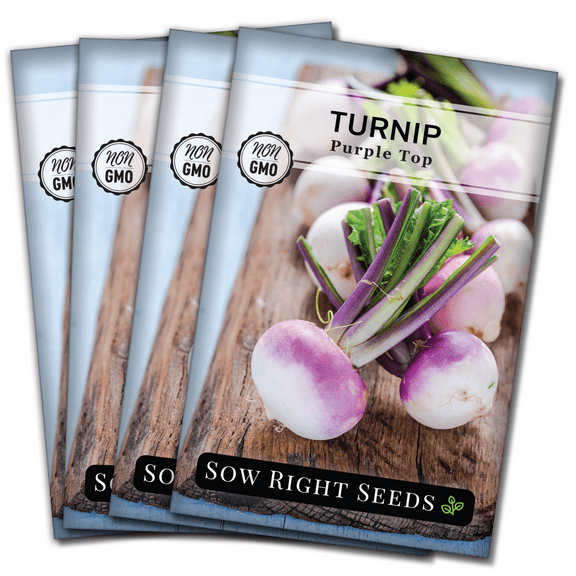 Purple Top White Globe Turnip Seeds - Non GMO Heirloom Varieties for your Home Vegetable Garden - 4 Pack