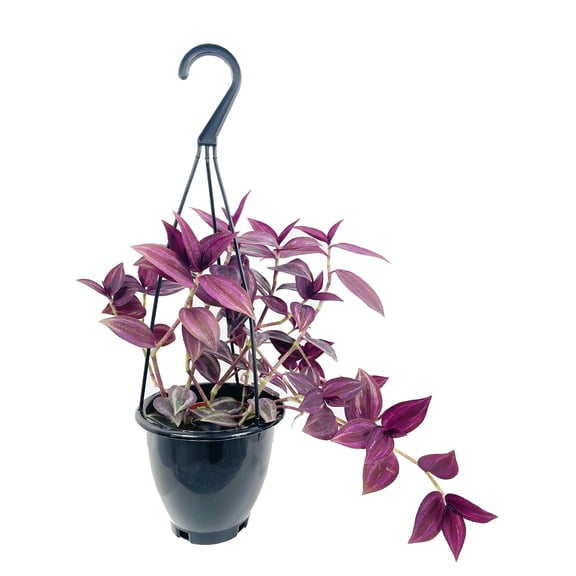 Purple Tradescantia - Wandering Jew Hanging Basket - 1 Live Plant In a 4 Inch Hanging Basket - Tradescantia Pallida - Beautiful Clean Air Indoor Outdoor Vine