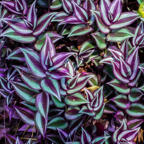 Purple Tradescantia Zebrina Live Plant, Rare Wandering Jew Houseplant with Variegated Foliage, Easy to Grow Indoor Vine, 4 Pot