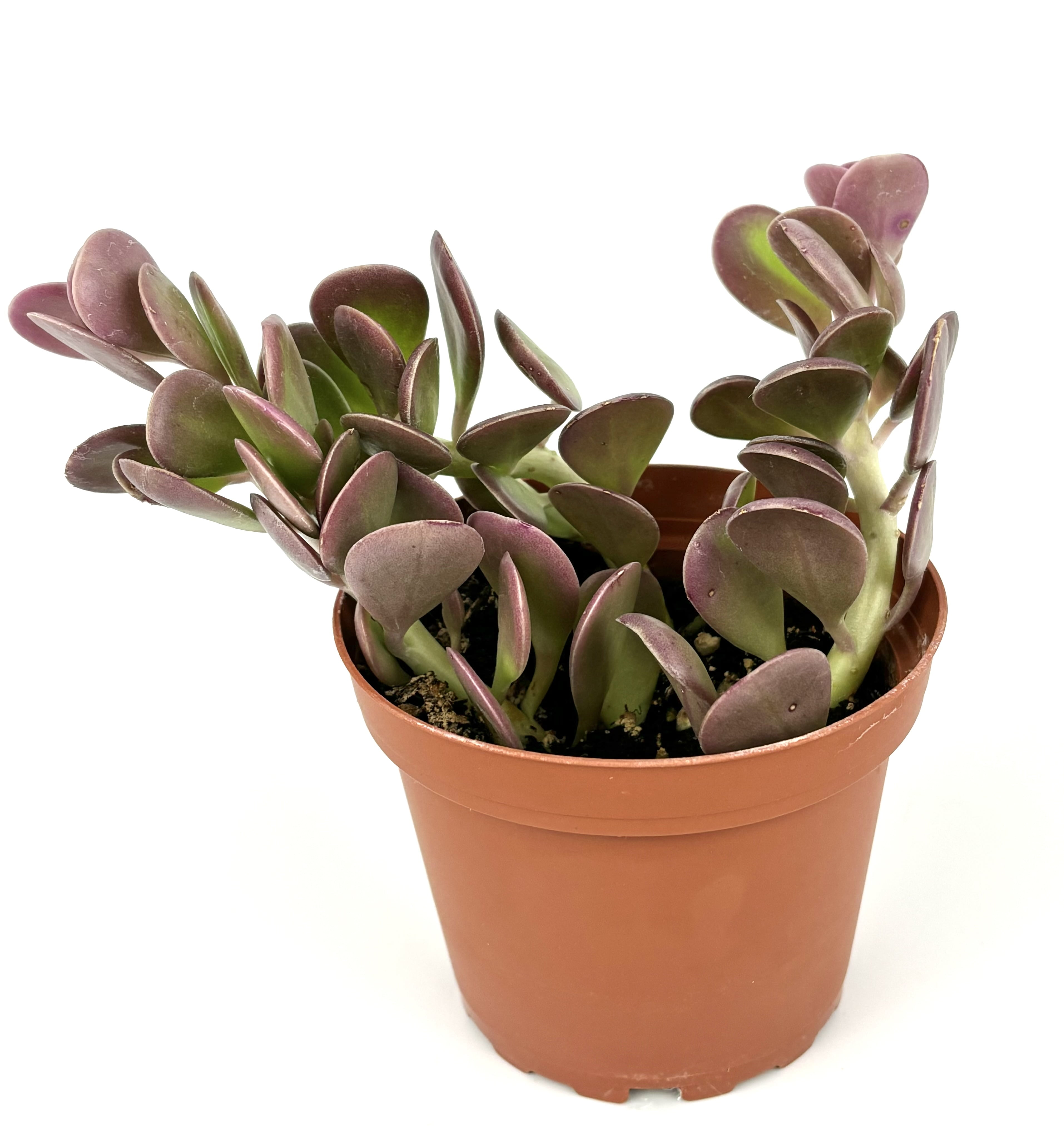 lucky money tree Money Tree | Indoor Plants