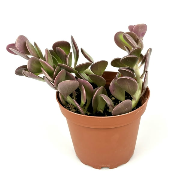 Purple Trailing Jade Senecio Jacobsenii Live Plants 4in Pot, Trailing Clumps, Easy to Grow